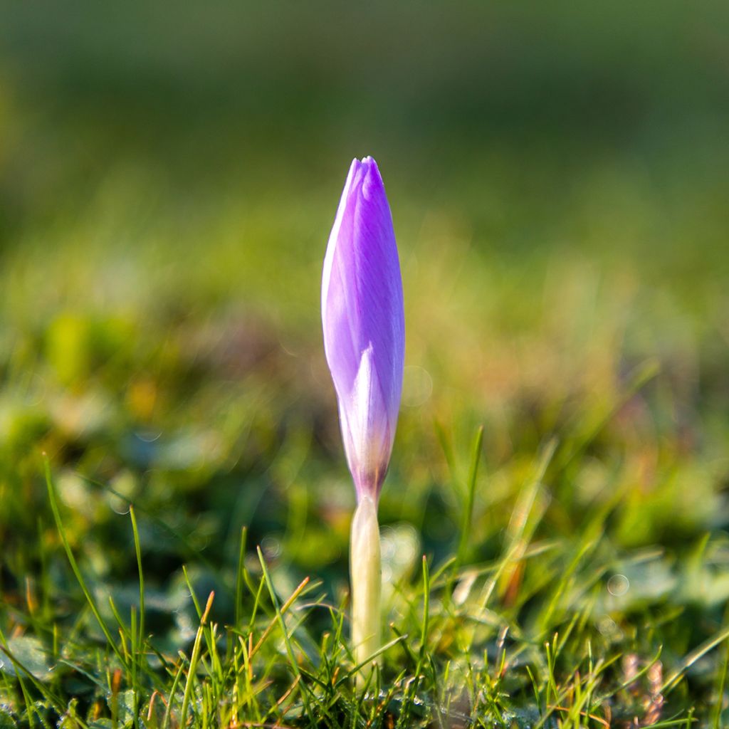 Crocus ligusticus