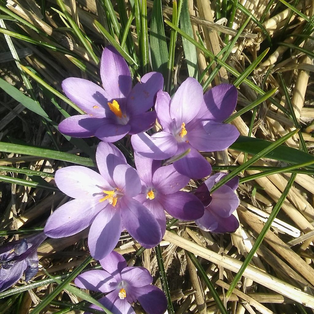 Crocus minimus Bavella