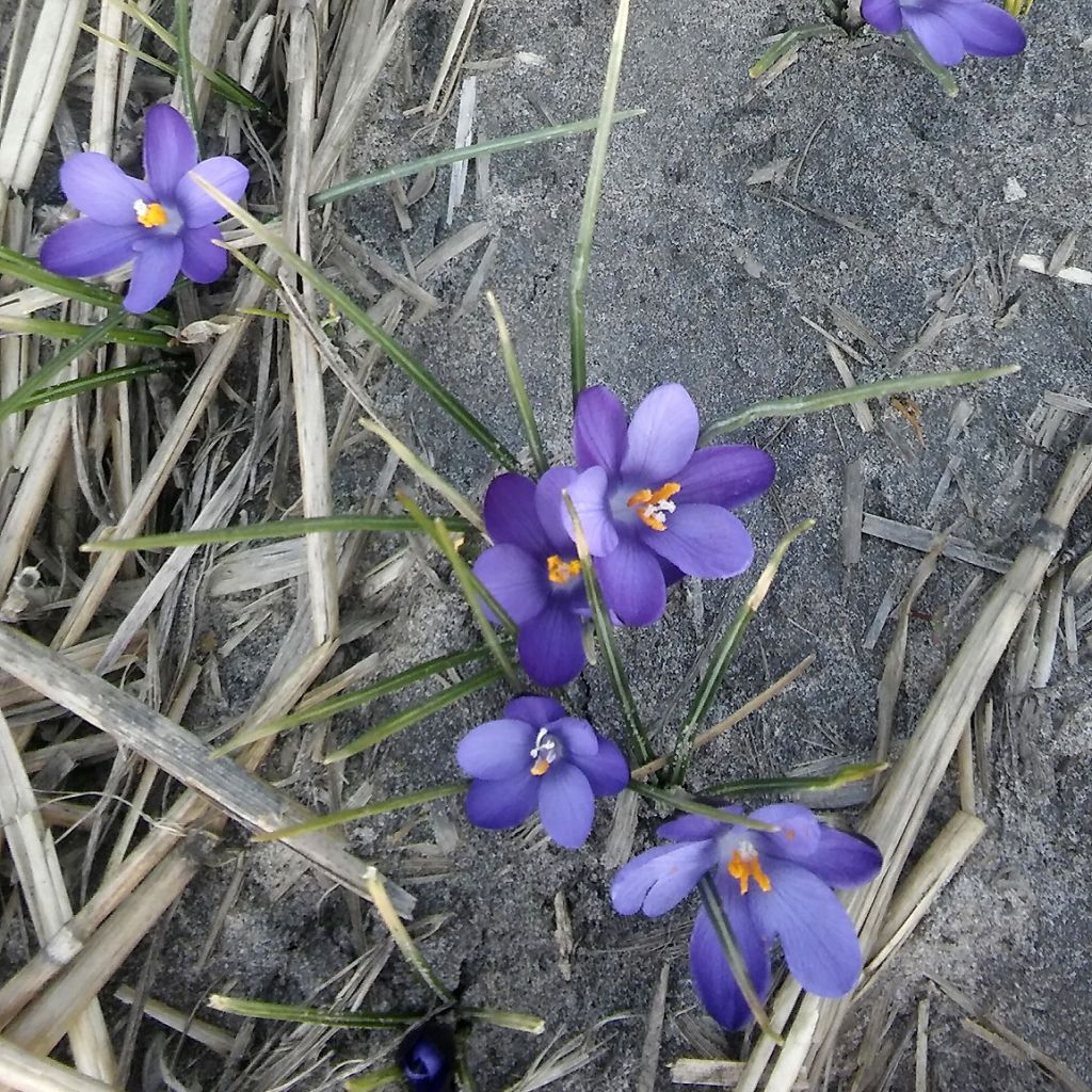 Crocus minimus Bavella