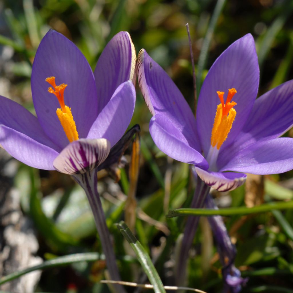 Crocus minimus