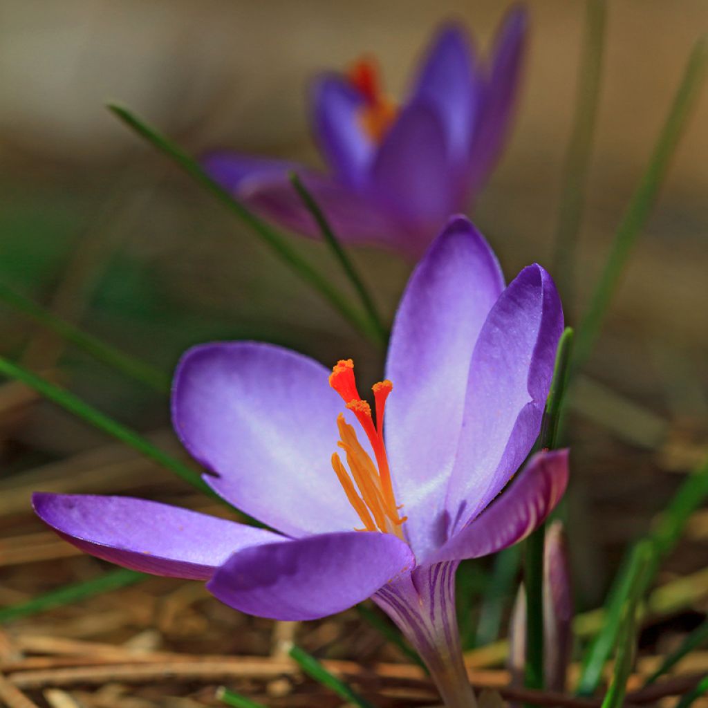 Crocus minimus