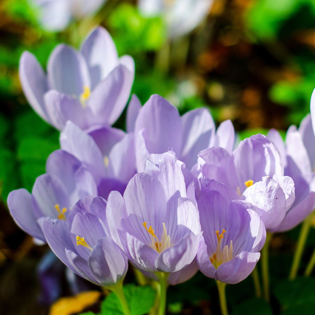 Crocus pulchellus