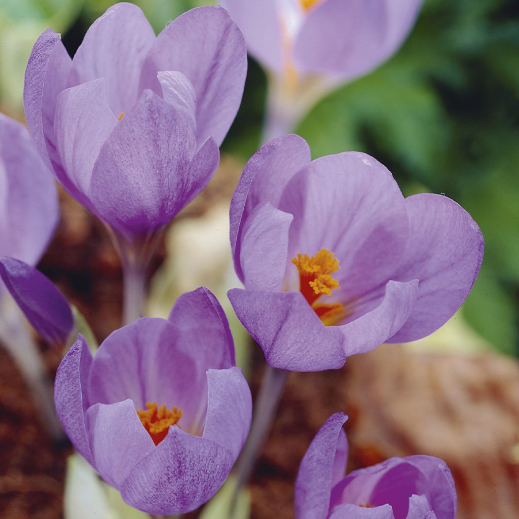 Crocus serotinus subsp. salzmannii