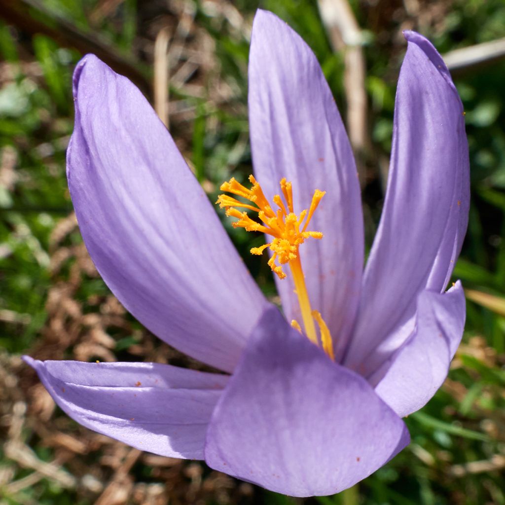 Crocus serotinus subsp. salzmannii