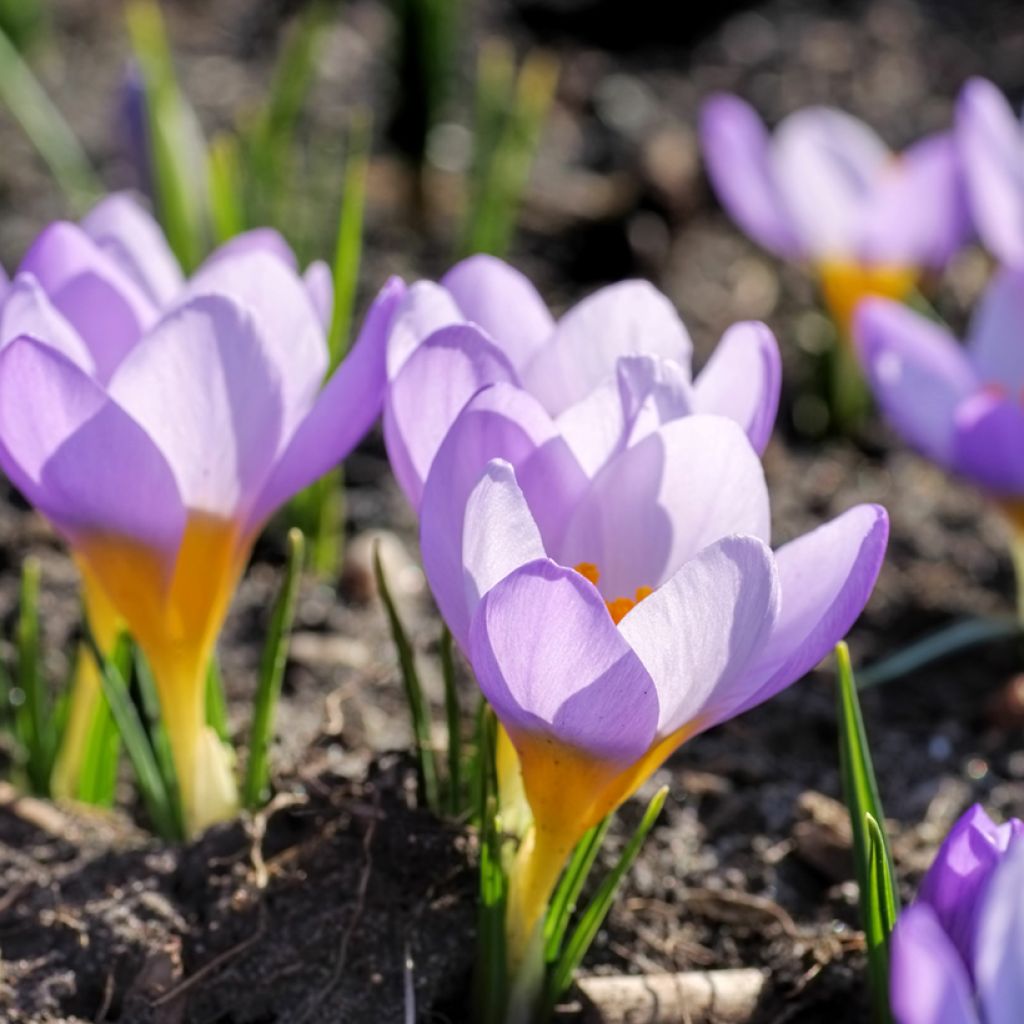 Crocus sieberi Firefly