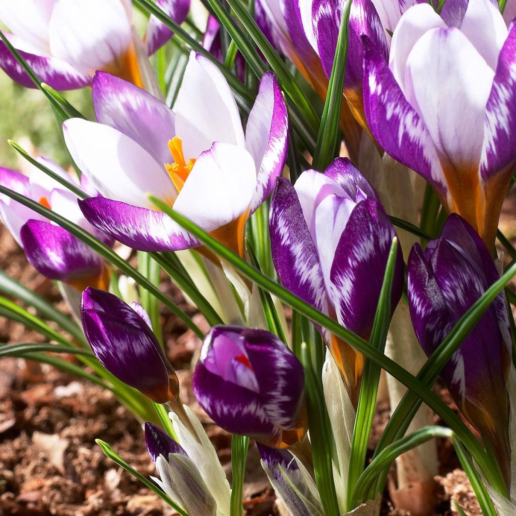 Crocus sieberi Hubert Edelstein