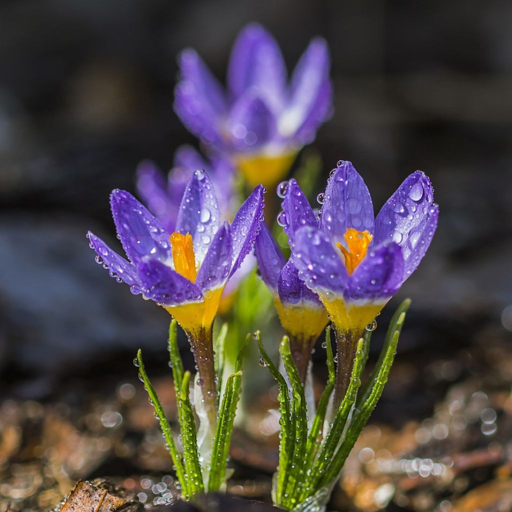 Crocus sieberi Tricolor - Crocus de Sieber