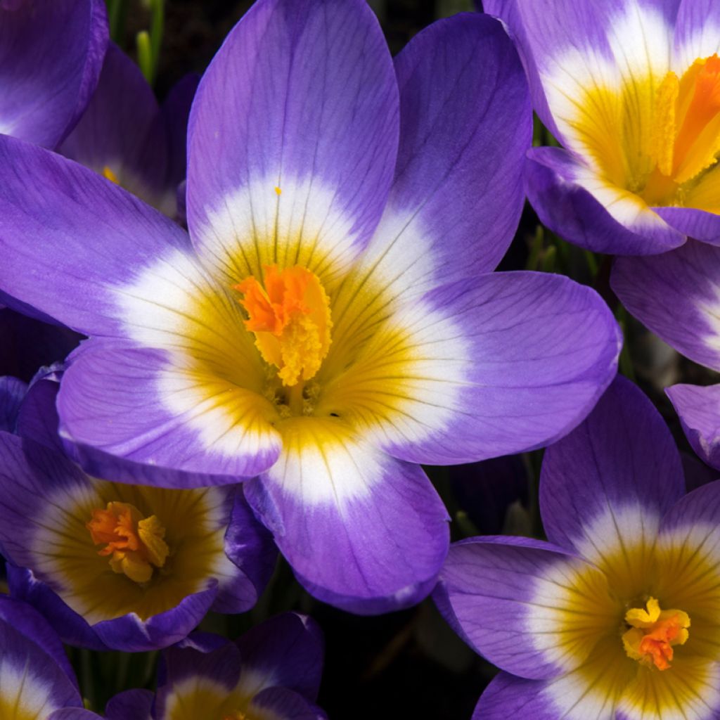 Crocus sieberi Tricolor