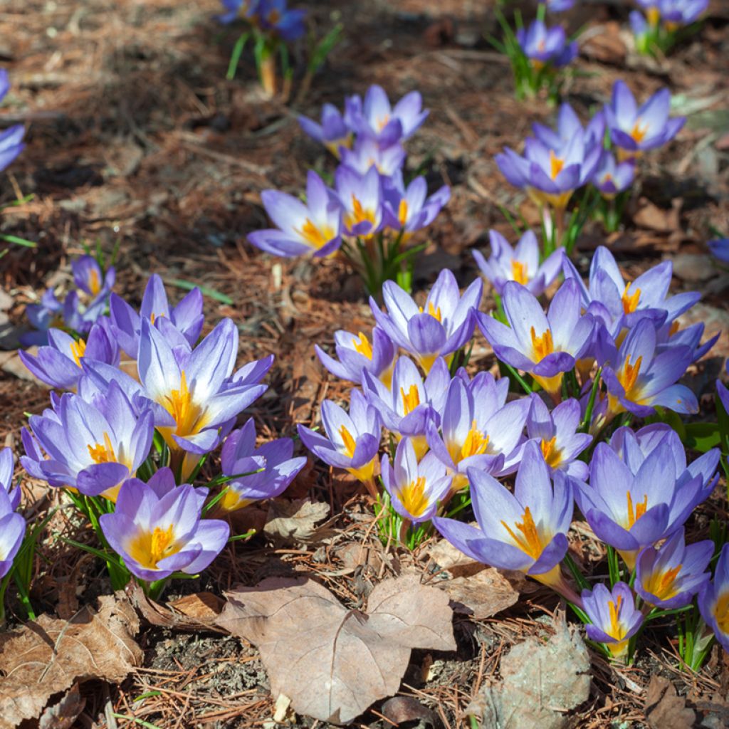 Crocus sieberi Tricolor