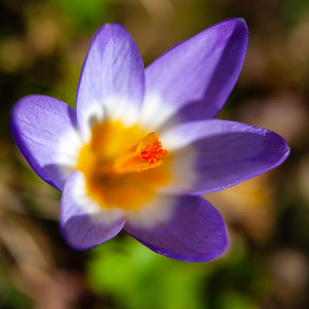 Crocus sieberi Tricolor