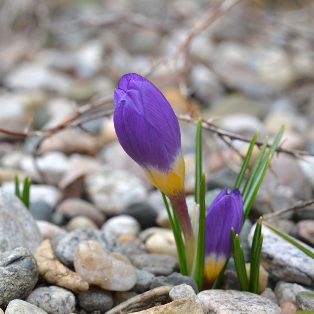 Crocus sieberi Tricolor