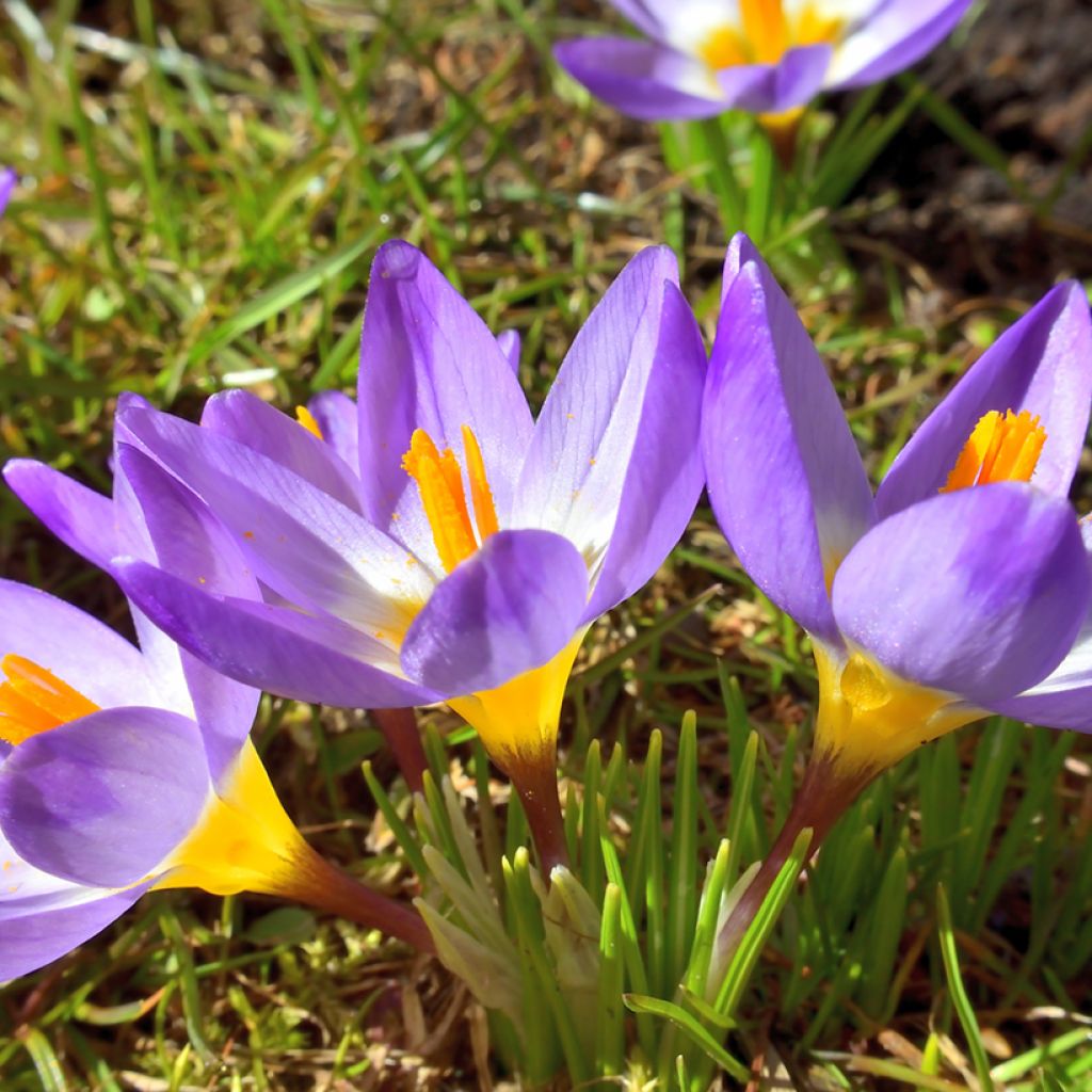 Crocus sieberi Tricolor