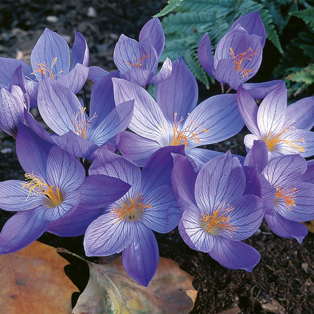 Crocus speciosus Aitchisonii