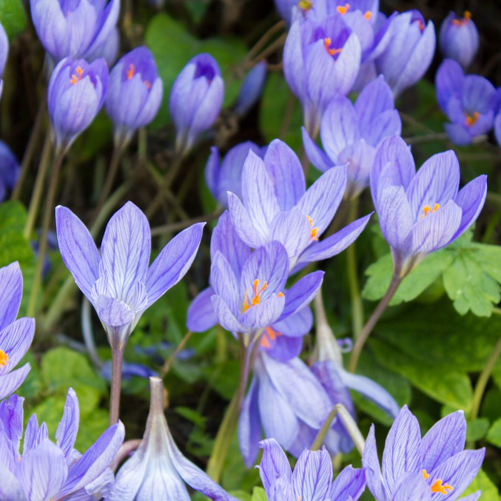 Crocus speciosus Aitchisonii