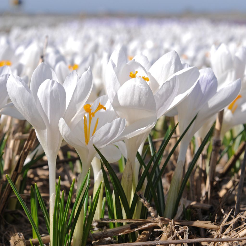 Crocus tommasinianus Ivory Princess - Early Crocus