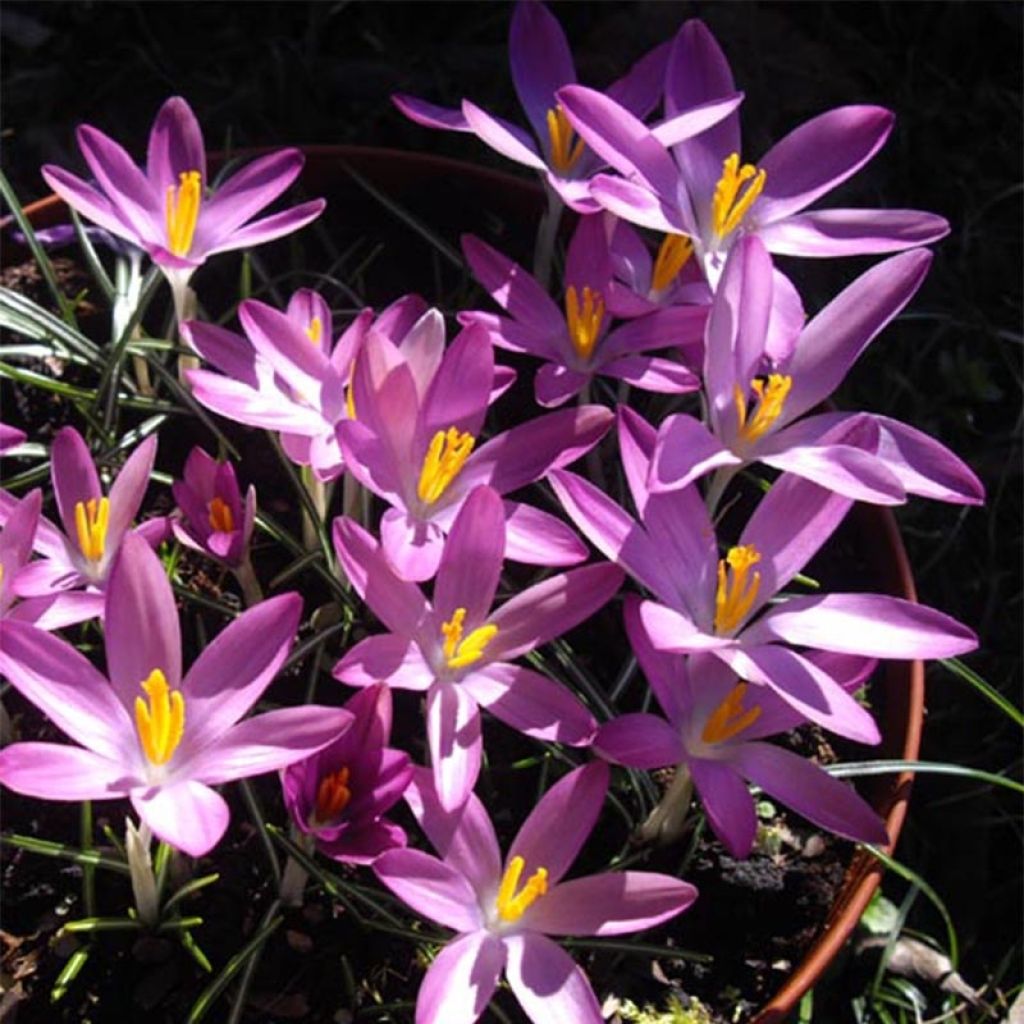 Crocus tommasinianus Roseus