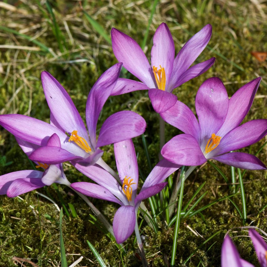 Crocus tommasinianus Roseus