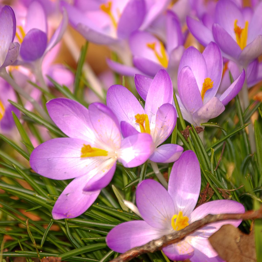 Crocus tommasinianus Roseus