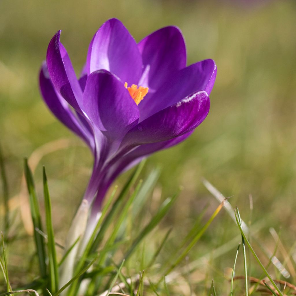 Crocus tommasinianus Ruby Giant - Early Crocus