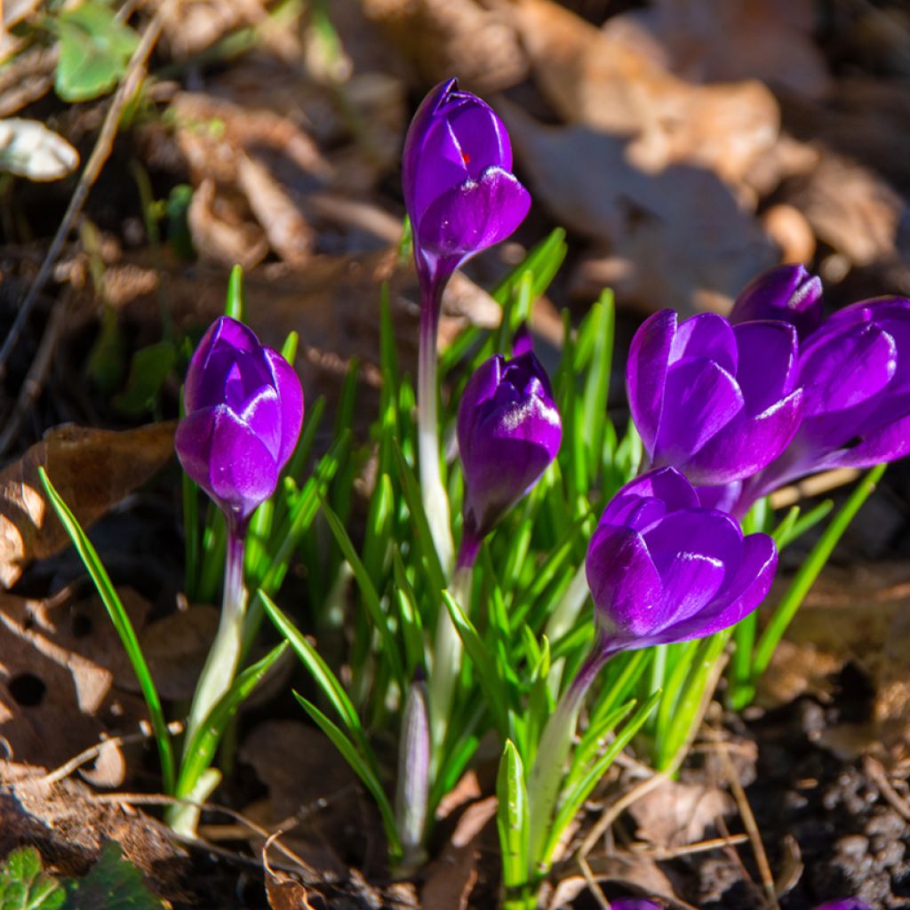 Crocus tommasinianus Ruby Giant