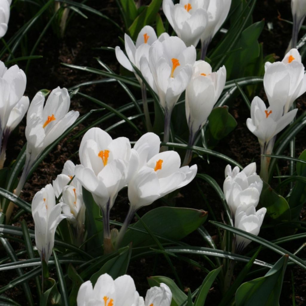 Crocus vernus Jeanne dArc