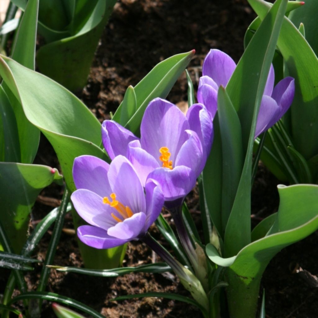 Crocus vernus Remembrance