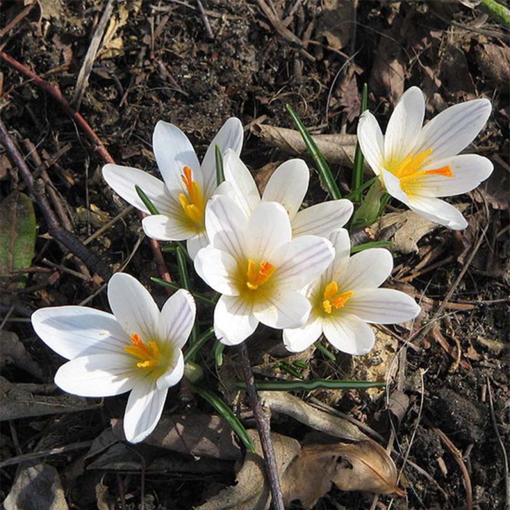 Crocus versicolor Picturatus