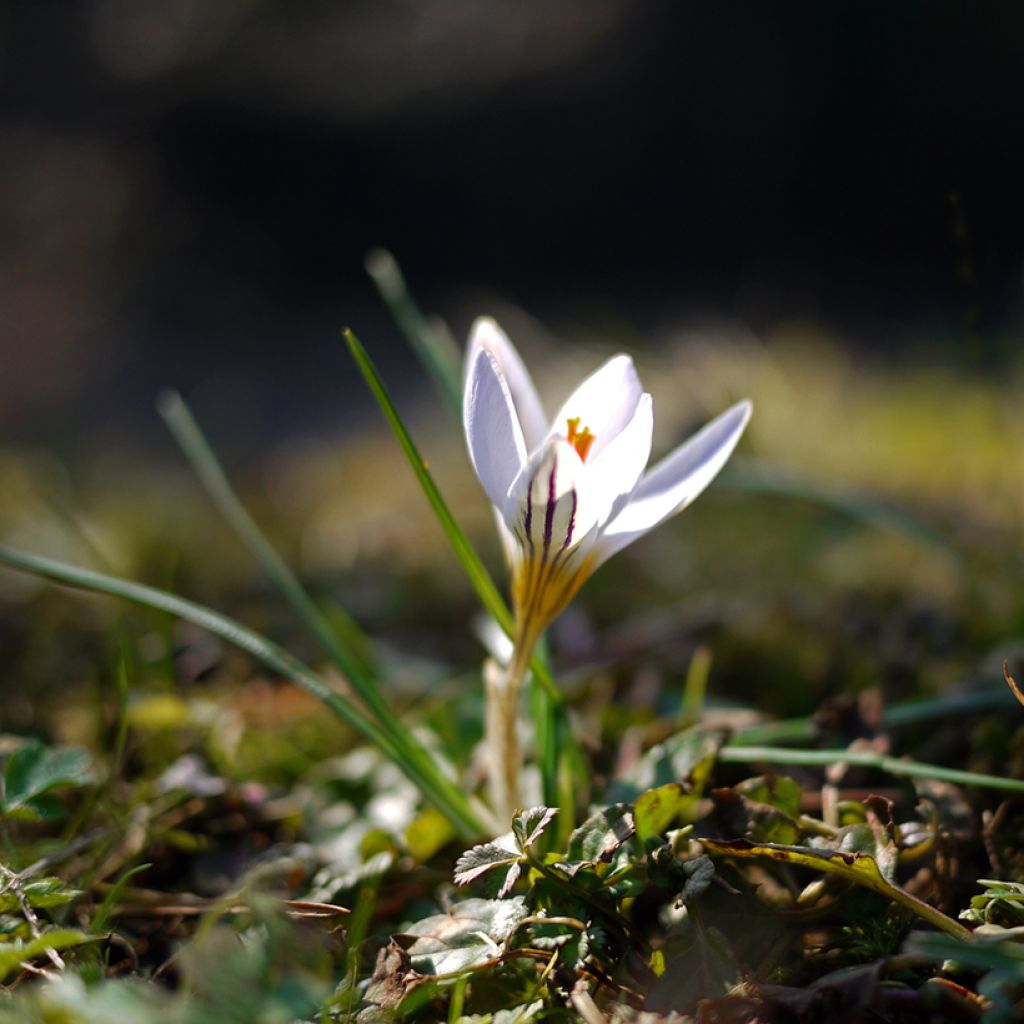 Crocus versicolor Picturatus