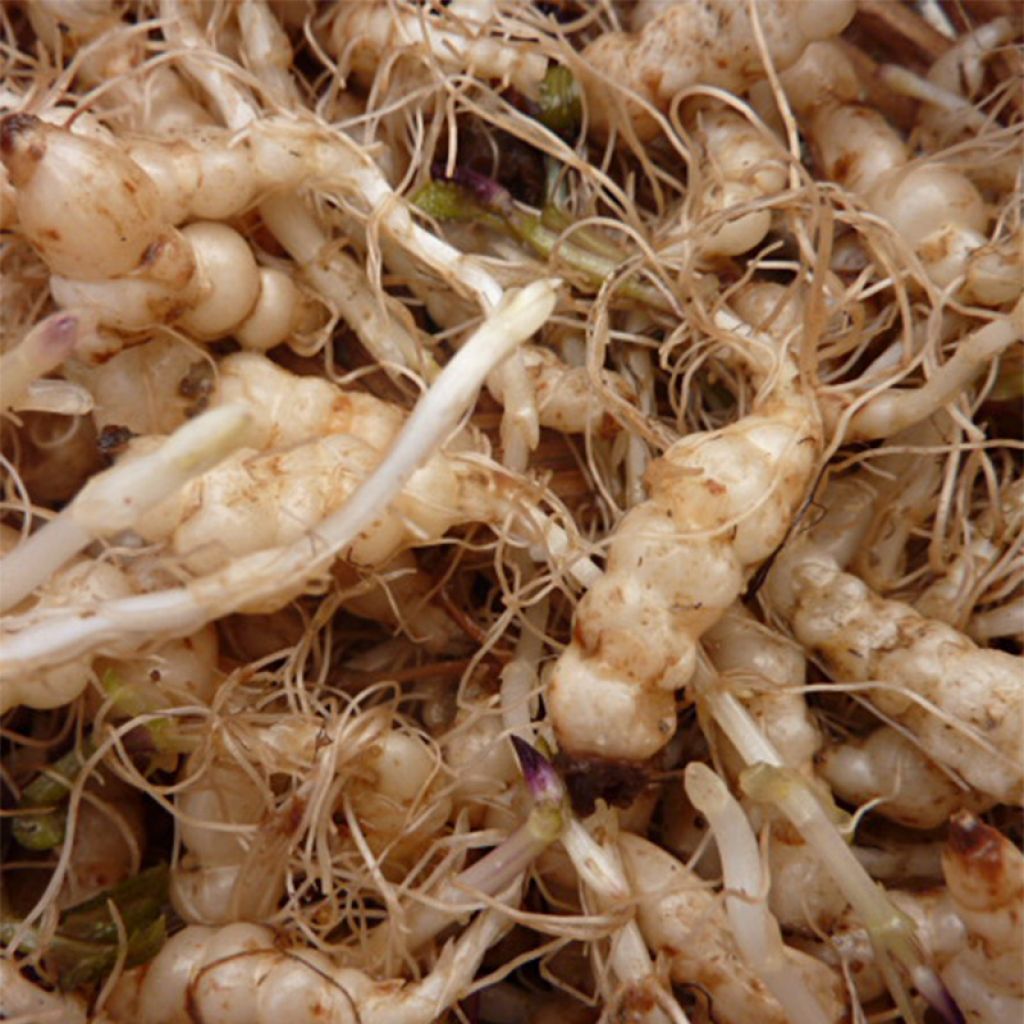 Crosnes (godet) - Crosne du Japon