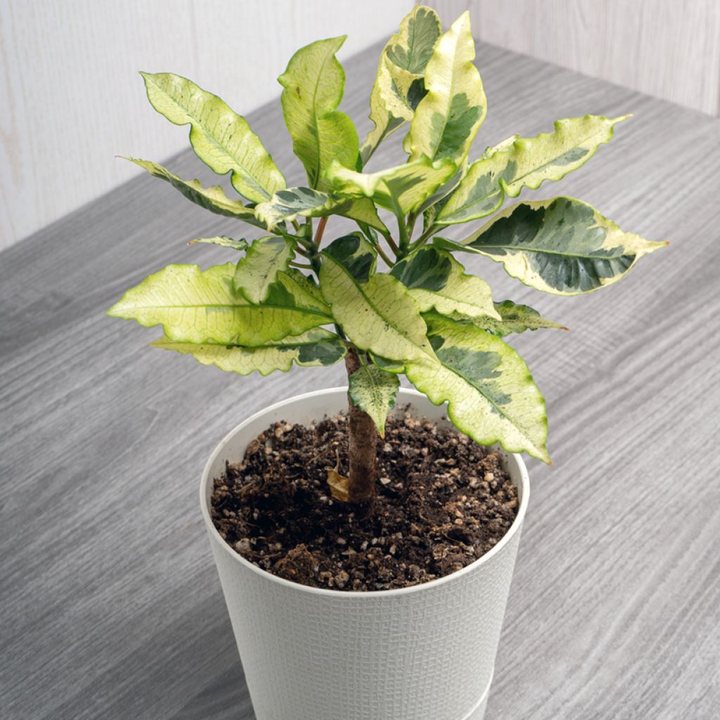 Croton - Codiaeum variegatum Tamara