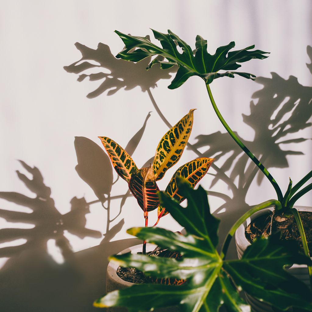Codiaeum  Moar Yellow - Croton, Manteau de Joseph