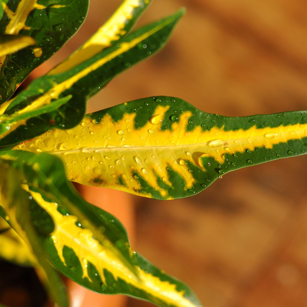 Codiaeum  Moar Yellow - Croton, Manteau de Joseph