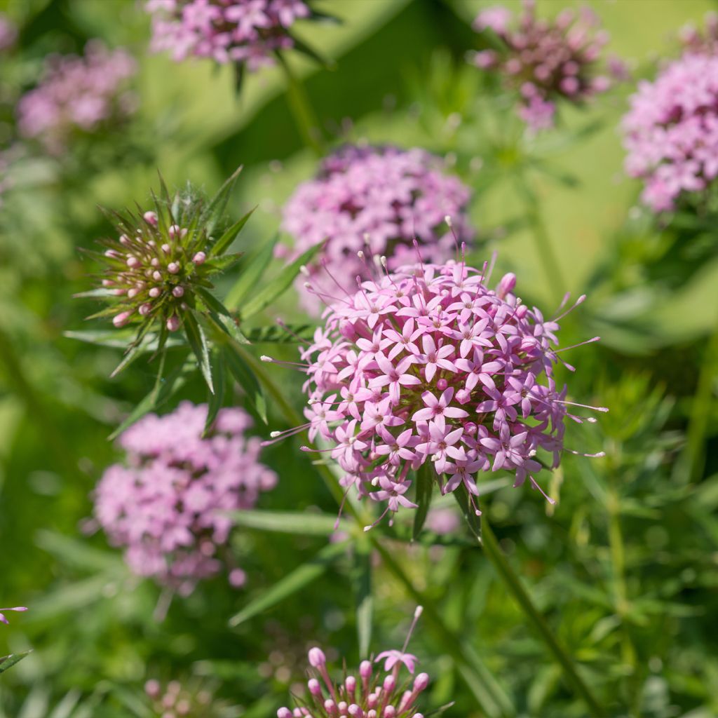 Crucianelle - Phuopsis stylosa