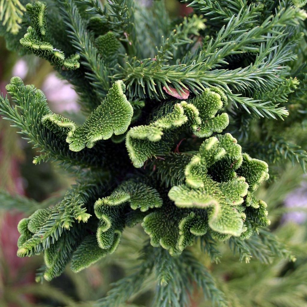 Cèdre du Japon Cristata - Cryptomeria japonica