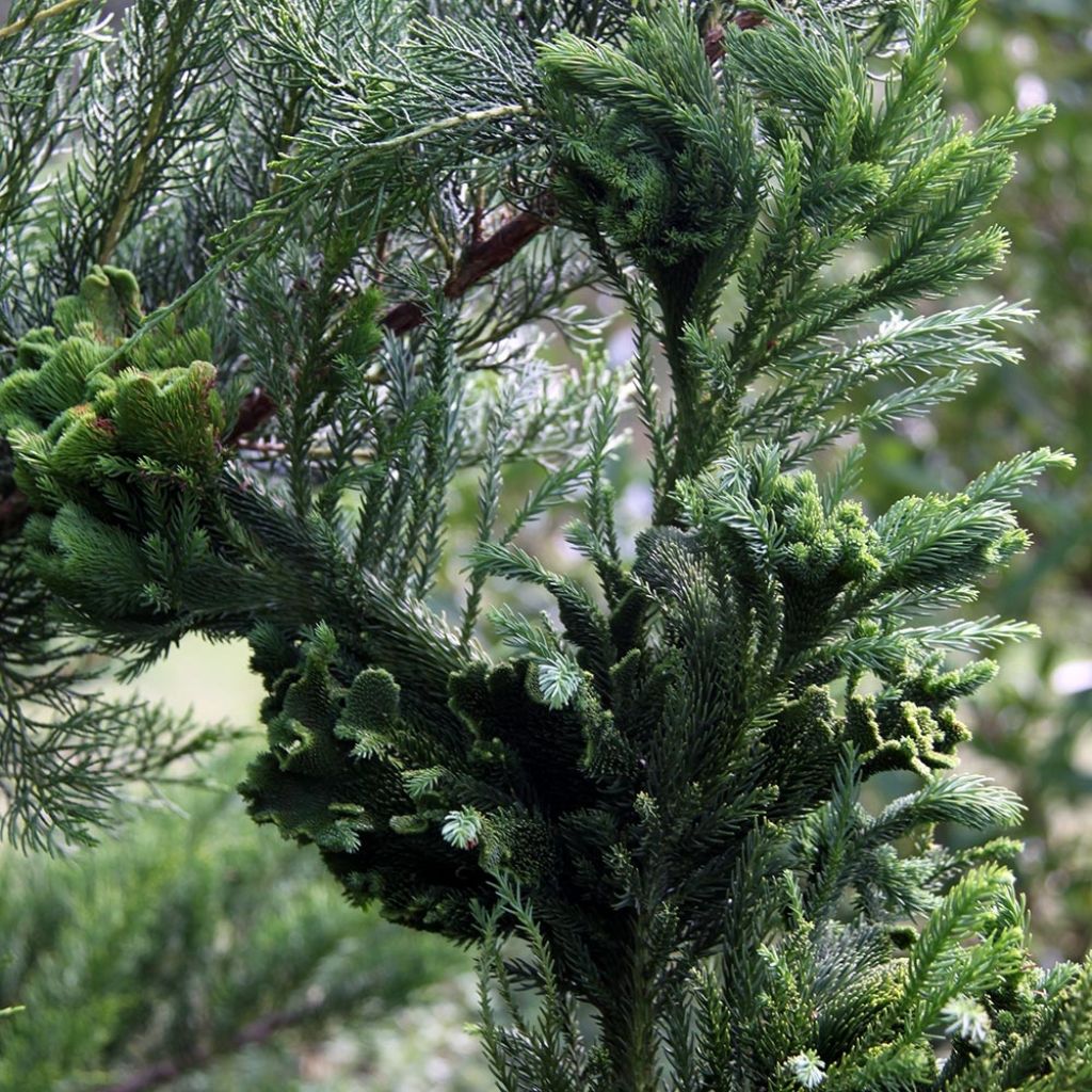 Cryptomeria japonica Cristata