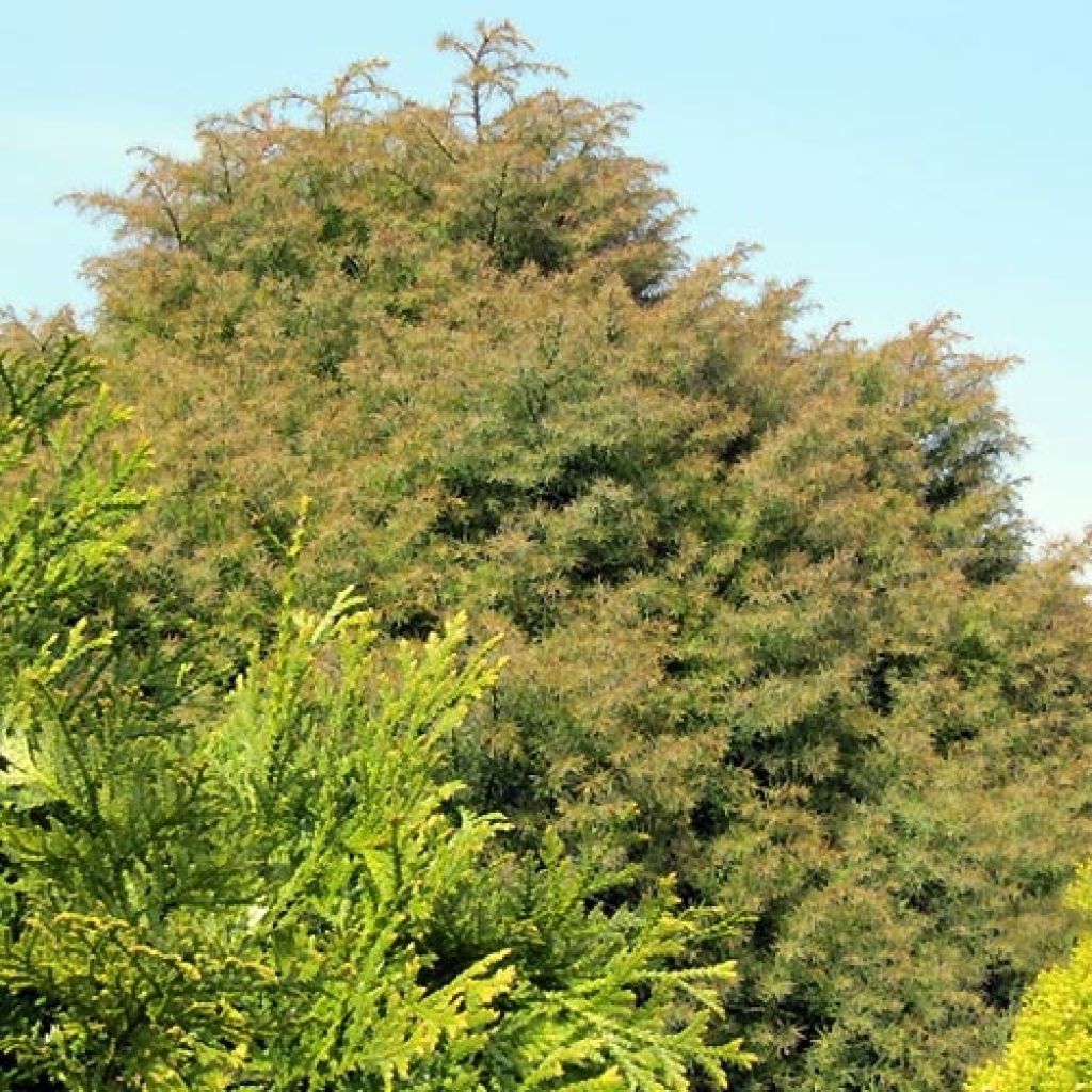 Cryptomeria japonica Elegans - Japanese Cedar
