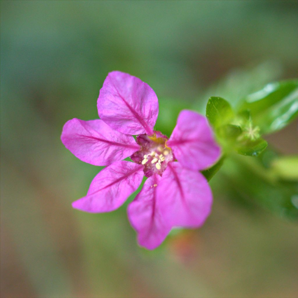 Cuphea hyssopifolia Purple - Fausse bruyère, Etoile du Mexique