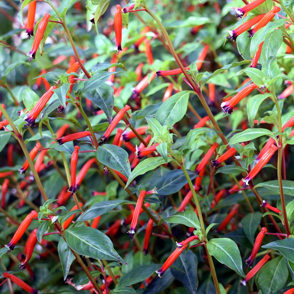 Cuphea ignea Scarlet - Plante cigarette rouge feu