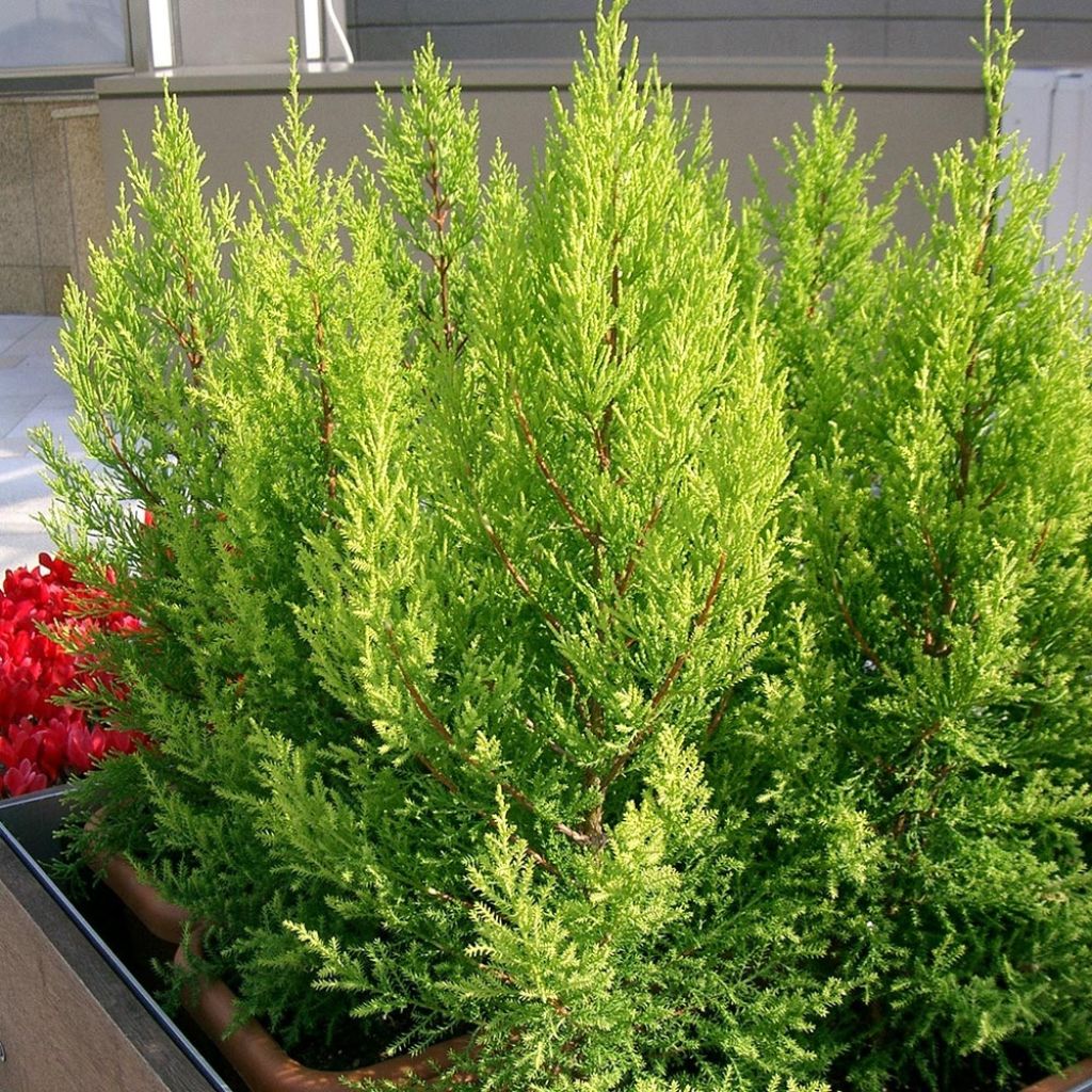 Cupressus macrocarpa Goldcrest - Cyprès de Lambert