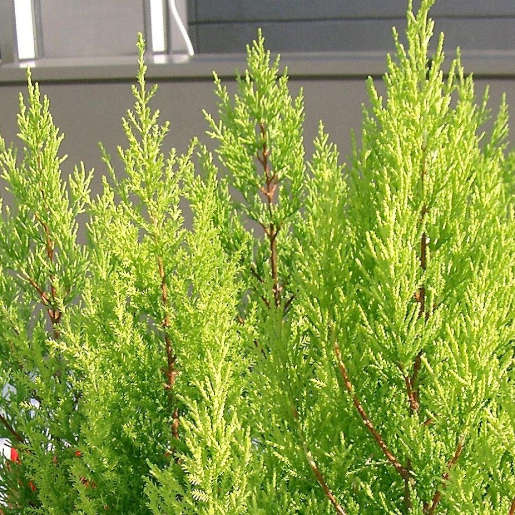 Cupressus macrocarpa Goldcrest - Cyprès de Lambert