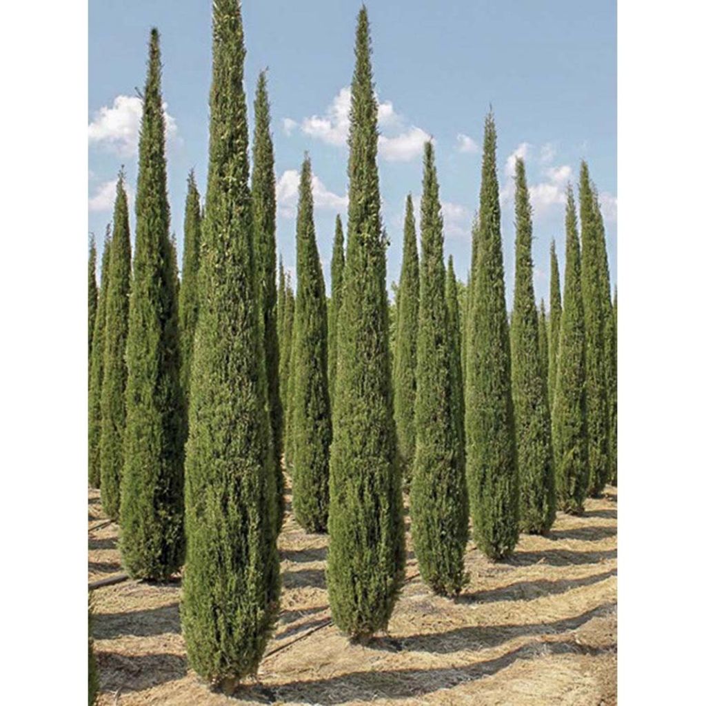 Cupressus sempervirens Garda