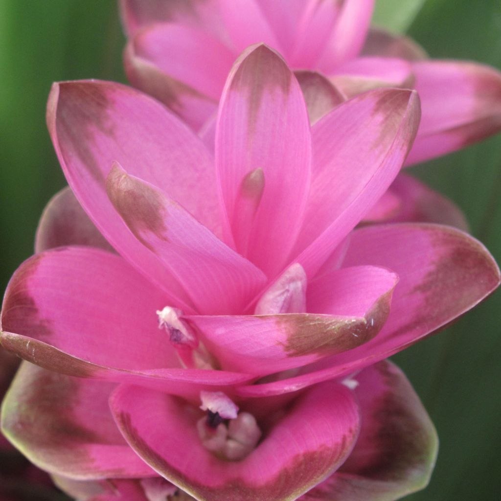 Curcuma alismatifolia Pink