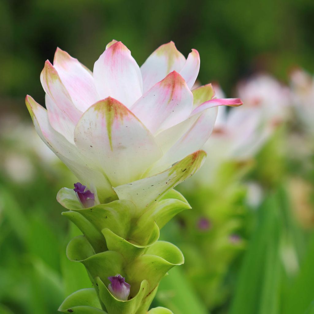 Curcuma alismatifolia White