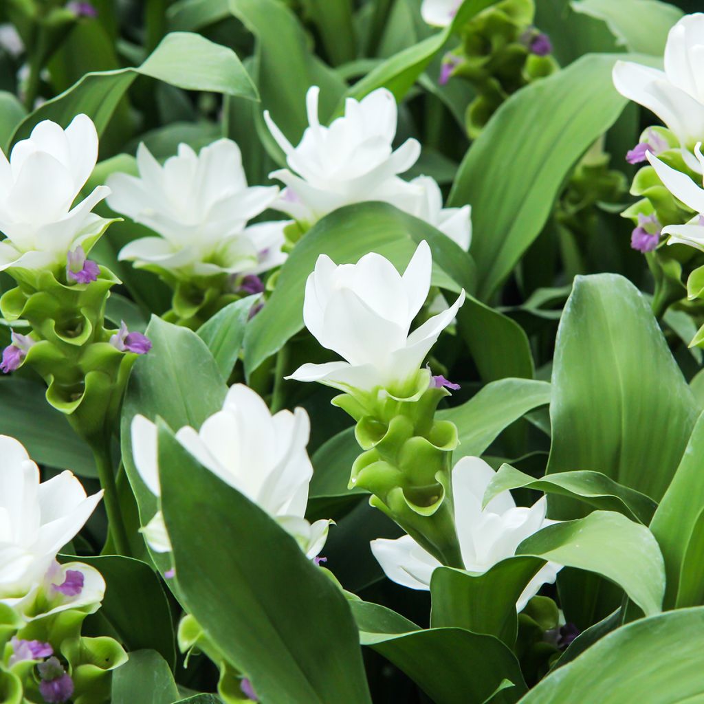 Curcuma alismatifolia White - Siam Tulip