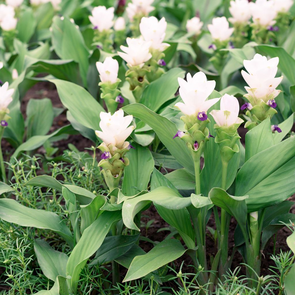 Curcuma alismatifolia White - Siam Tulip