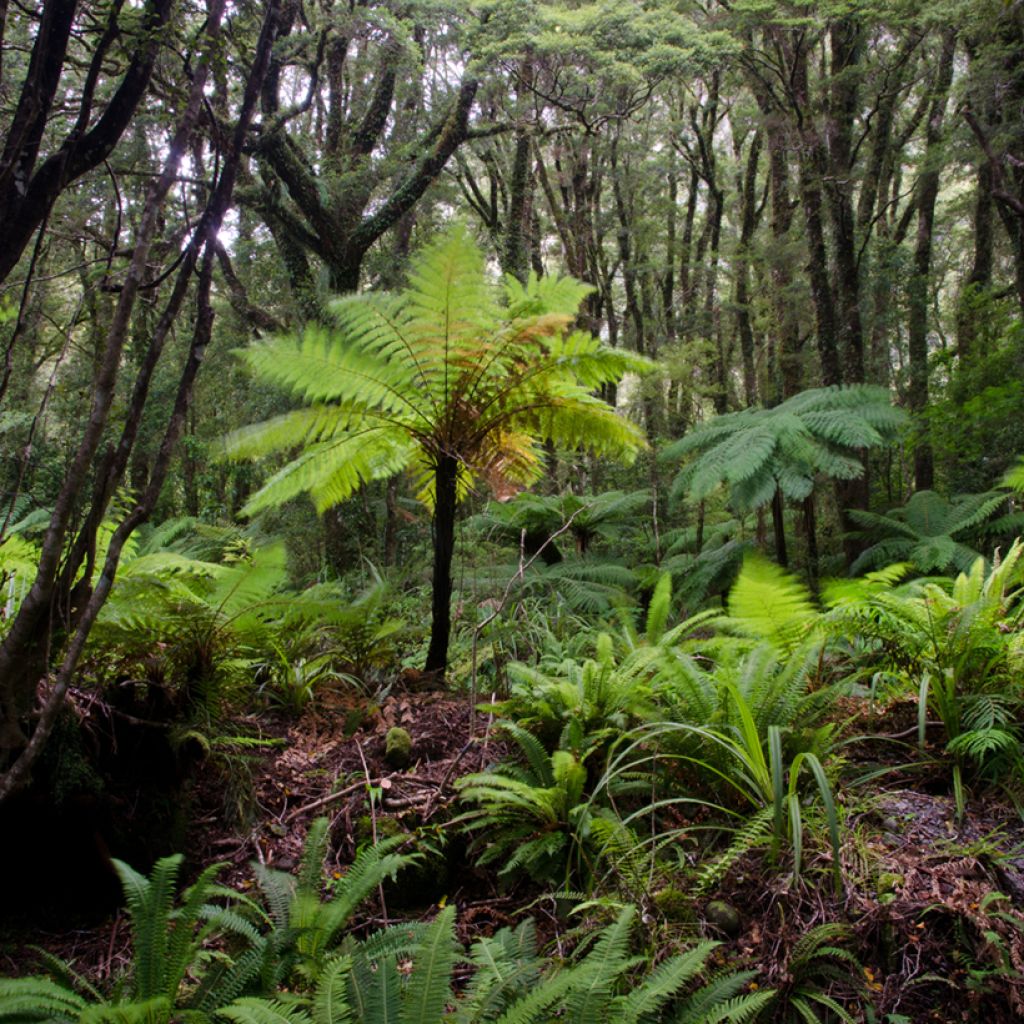 Cyathea australis - Fougère arborescente