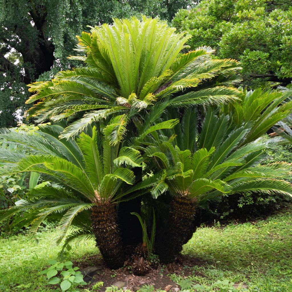 Cycas revoluta - Japanese Sago Palm