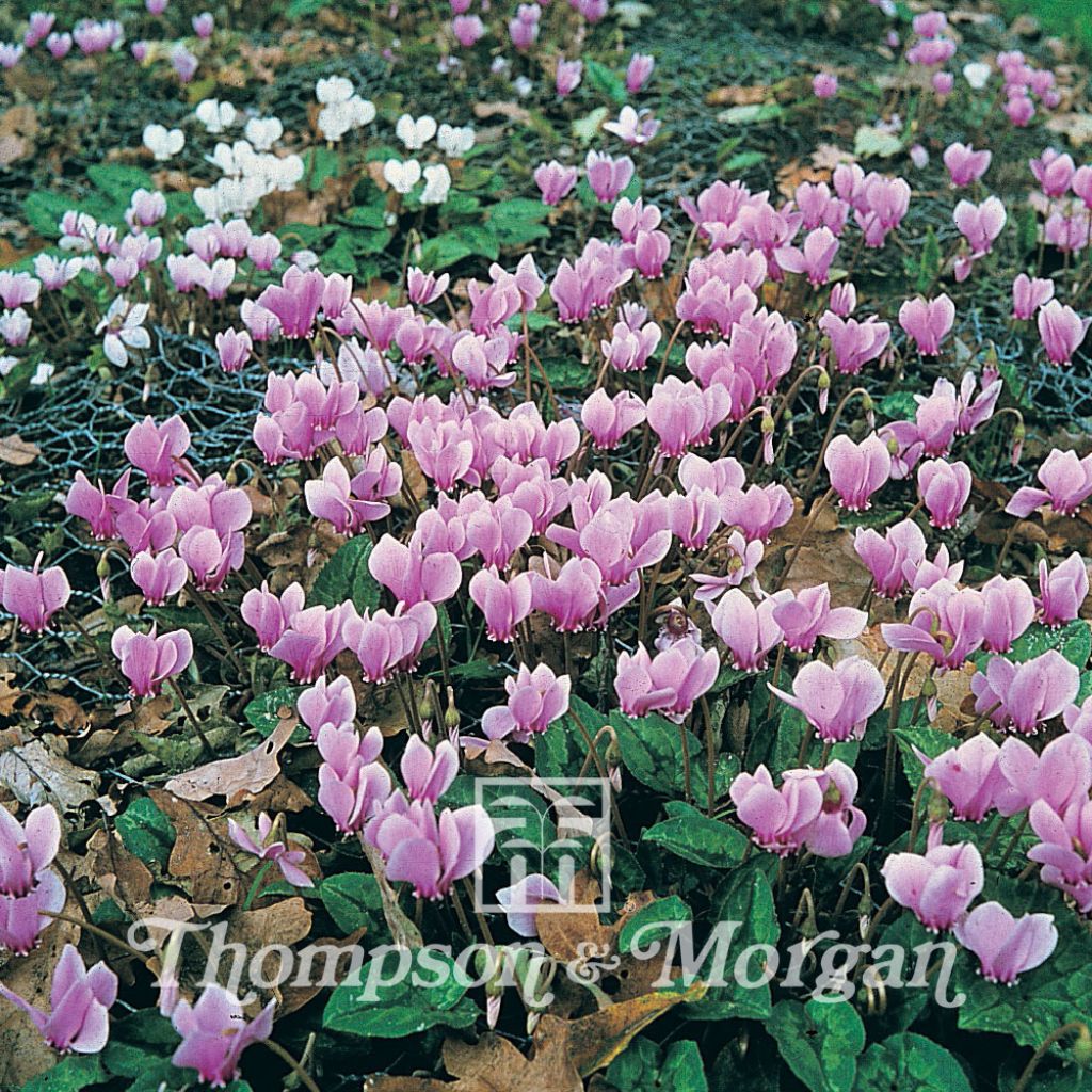 Graines de Cyclamens de jardin en mélange - Cyclamen All The Year Round Flowering Mixed