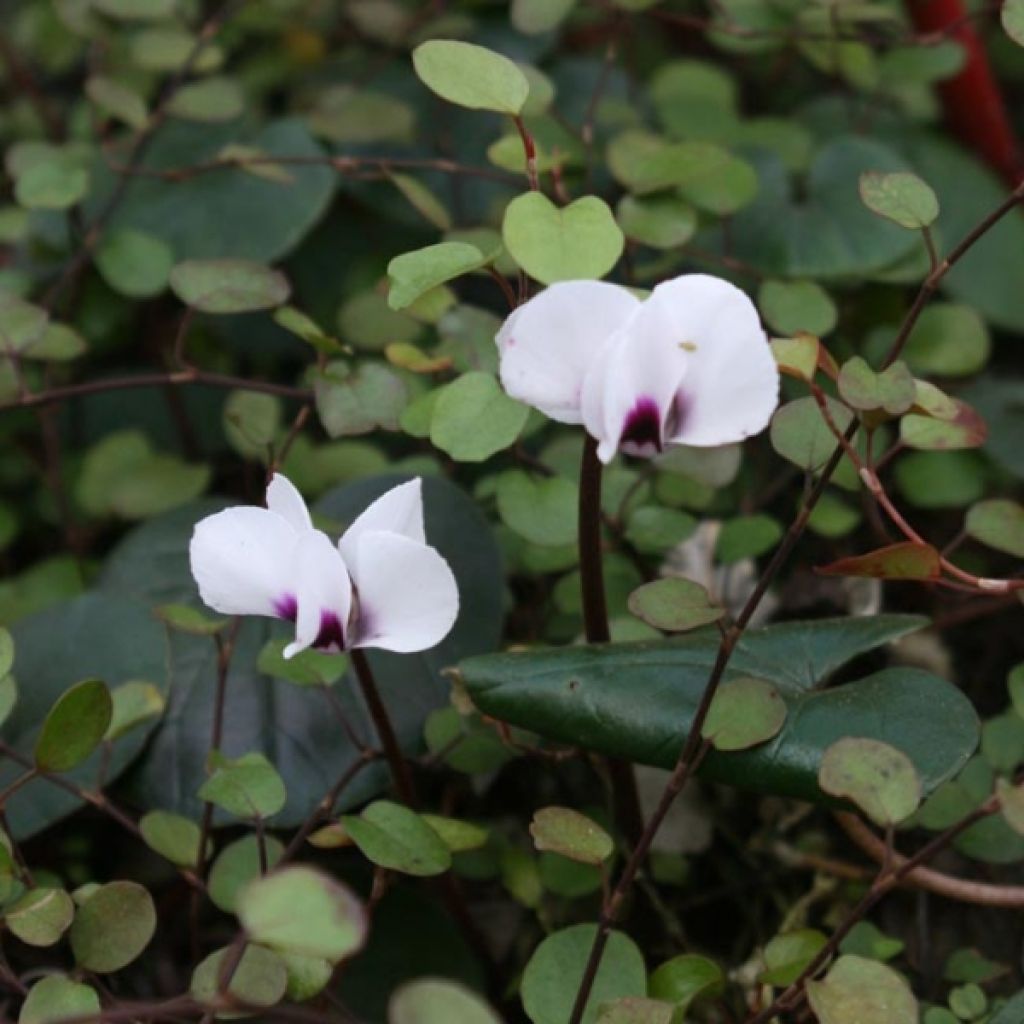 Cyclamen coum Blanc en godet