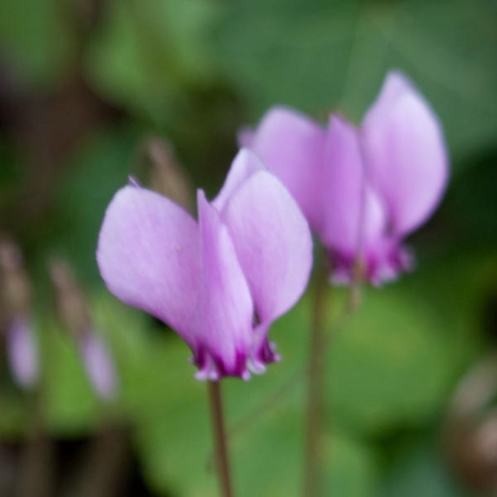 Pink Naples Cyclamen